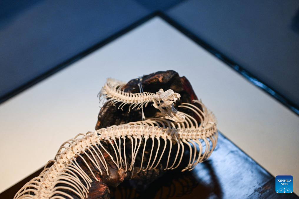 Snake themed exhibition held at Natural History Museum of China in Beijing